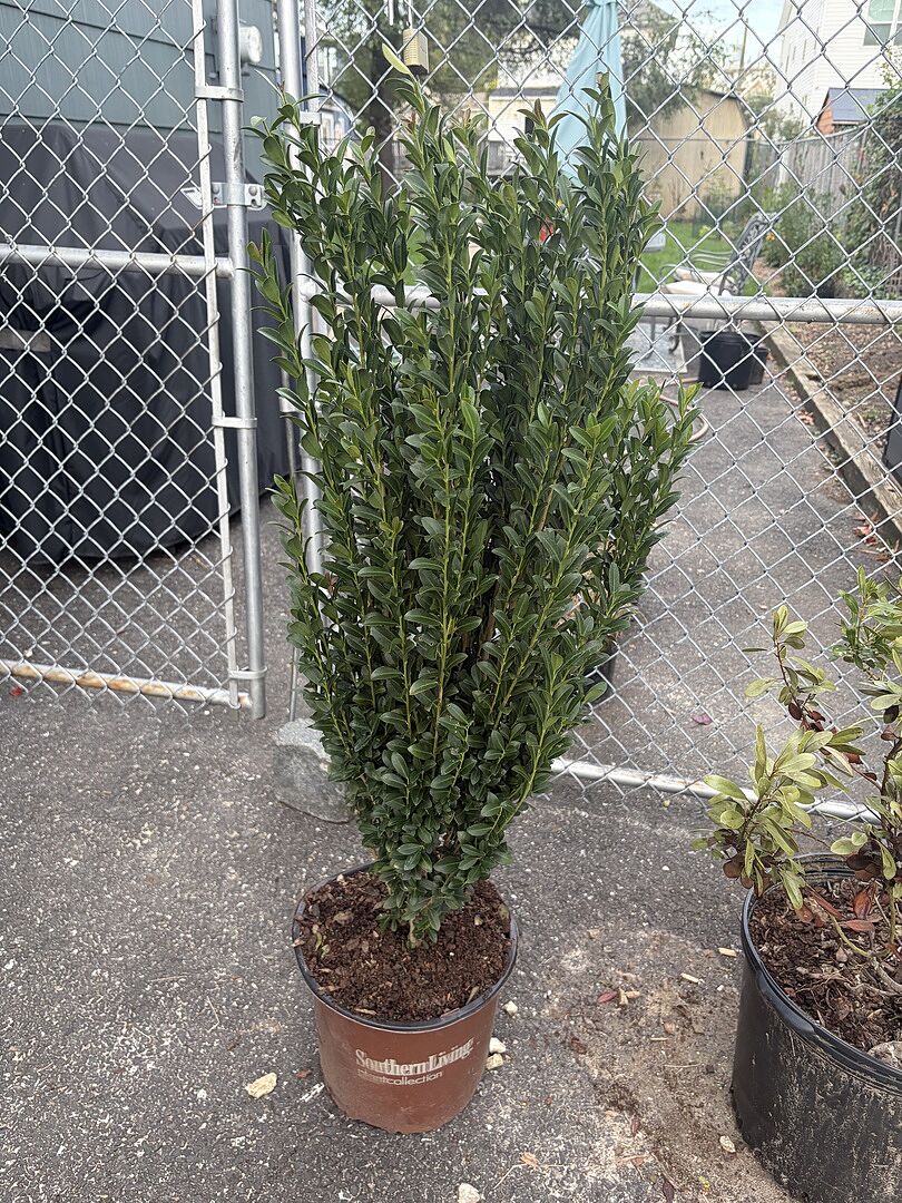 Customer review of Southern Living® Red Sky™ Holly Shrub