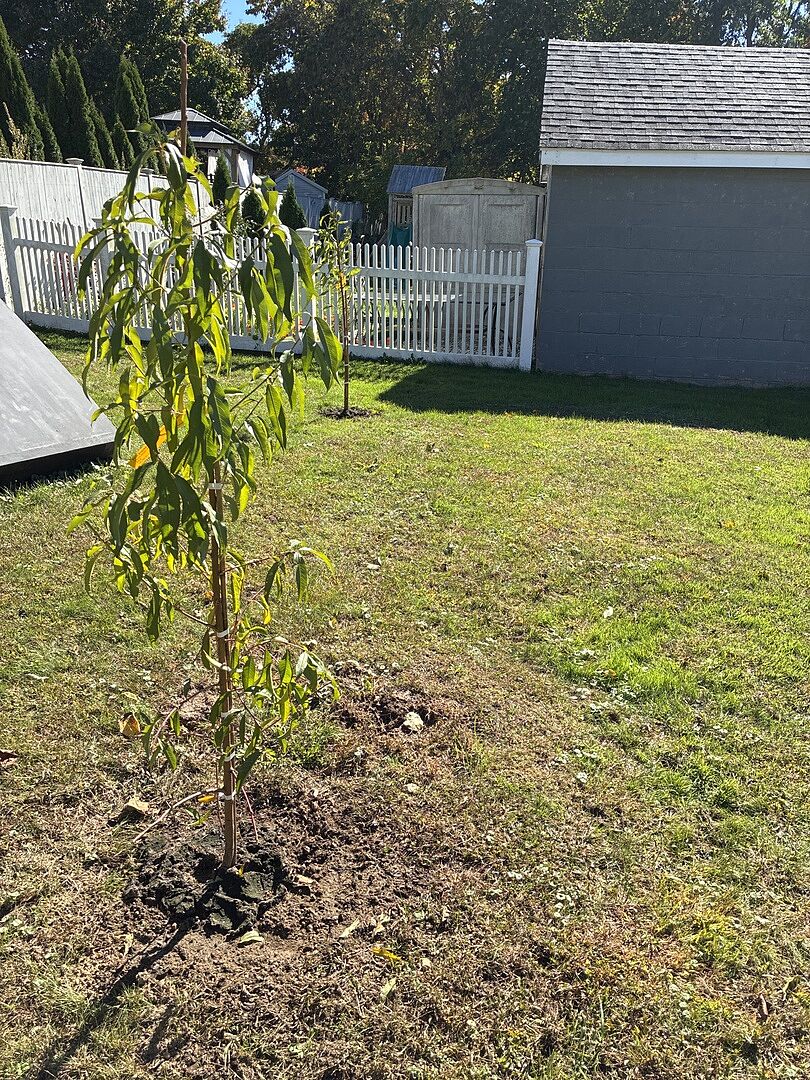 Customer review of Fruit Snacks® Sweet Sensation™ Columnar Dwarf Peach Tree