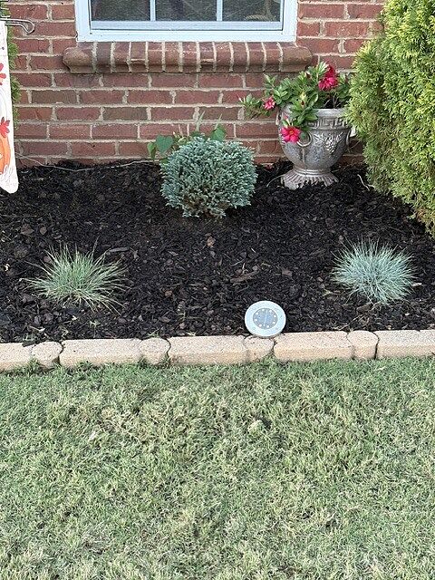 Customer review of Iseli® Blue Moon Sawara Cypress Shrub