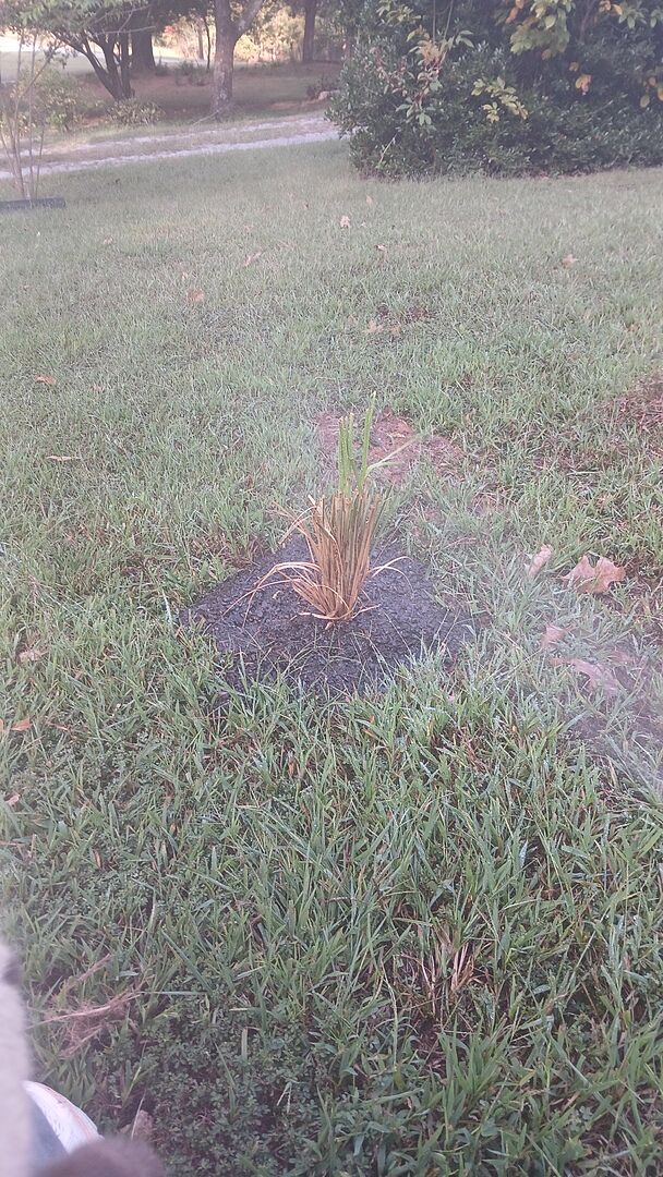 Customer review of Pampas Grass