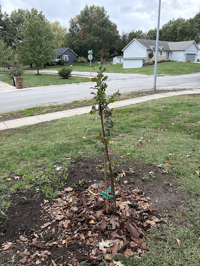 Customer review of Southern Living® Colorama™ Scarlet Crape Myrtle Tree