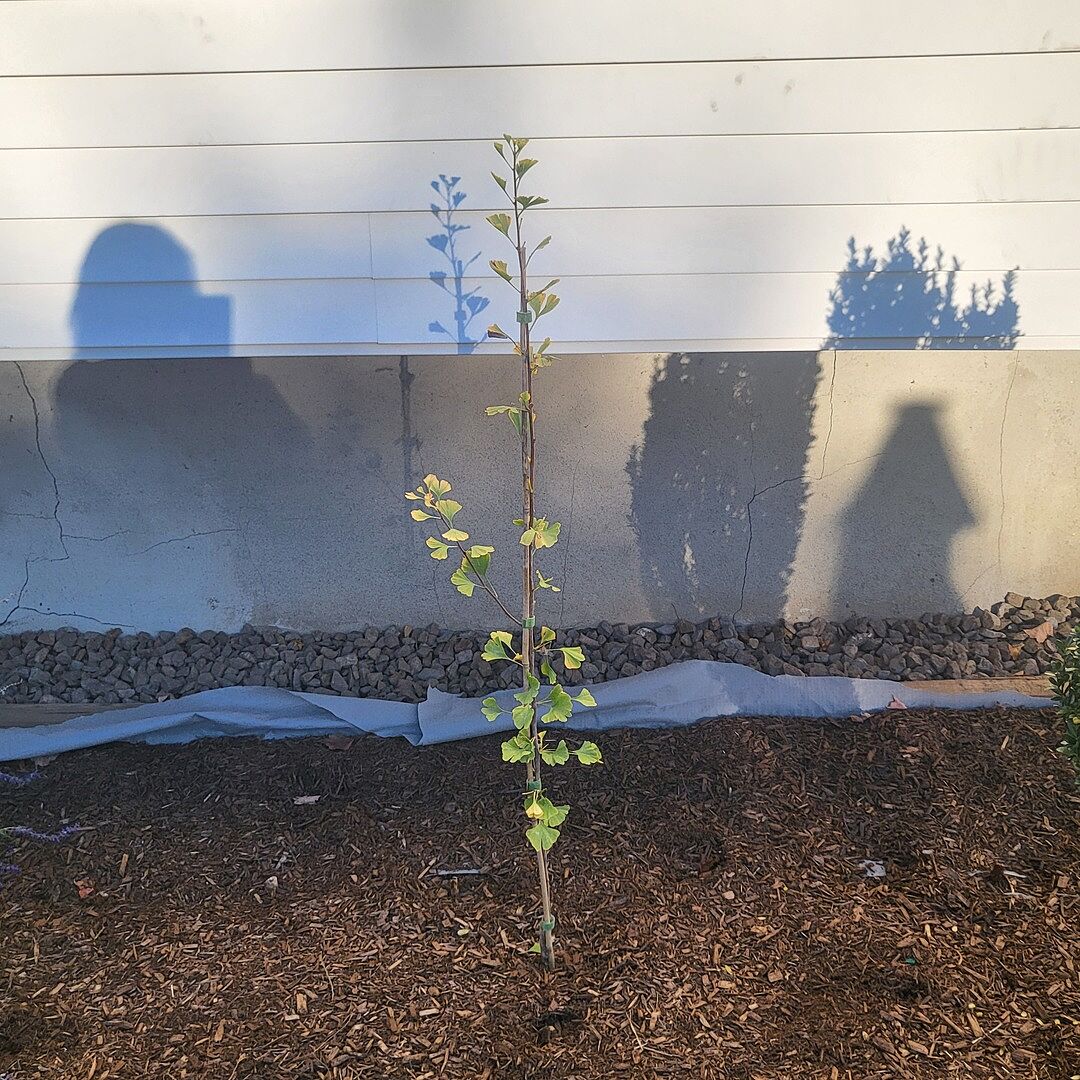 Customer review of Proven Winners® Skinny Fit® Ginkgo Tree