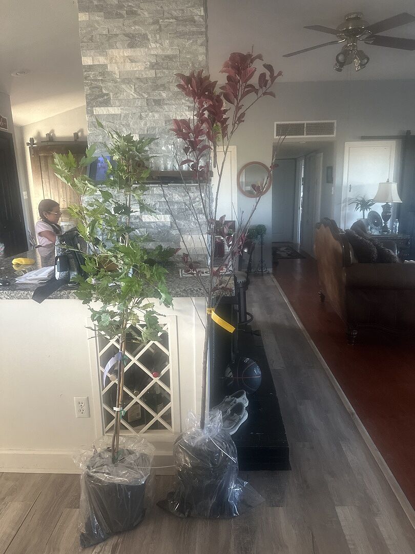 Customer review of Newport Flowering Plum