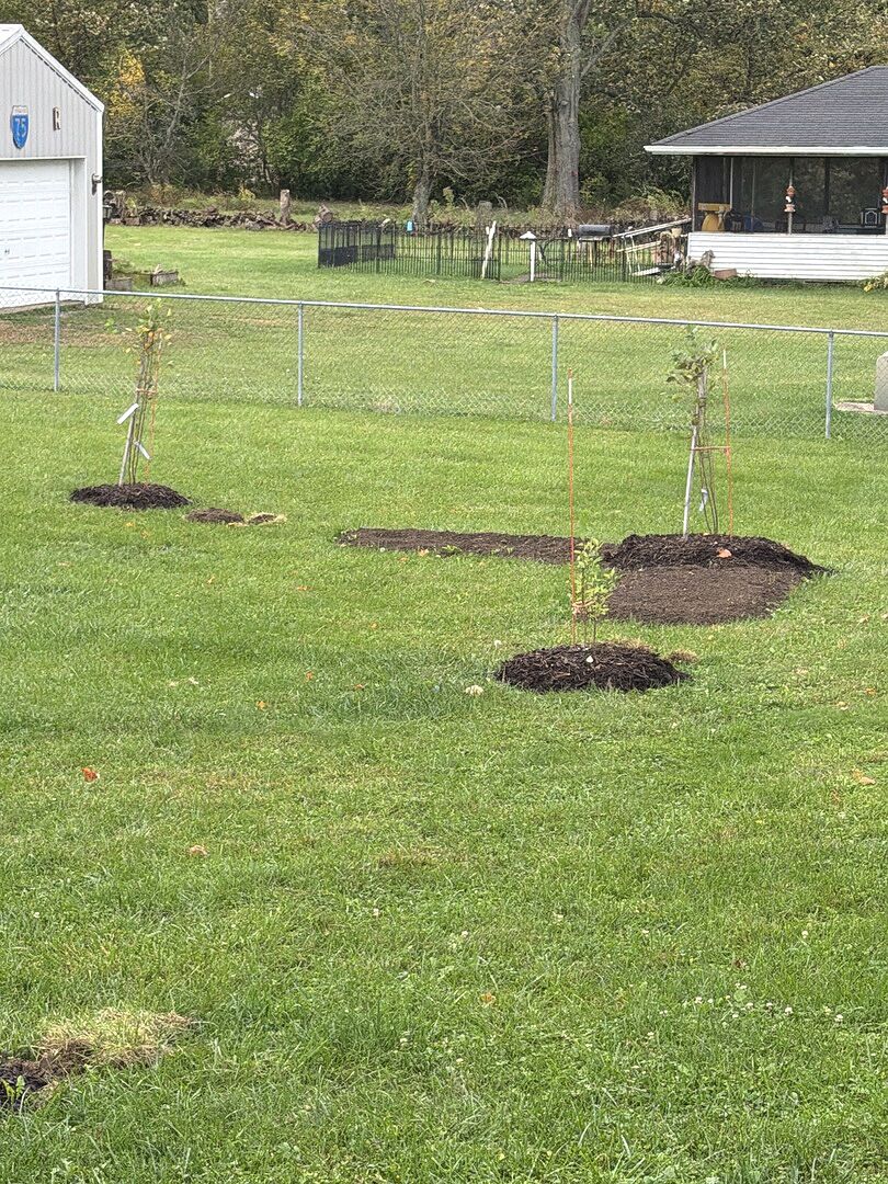 Customer review of Heritage® River Birch Tree
