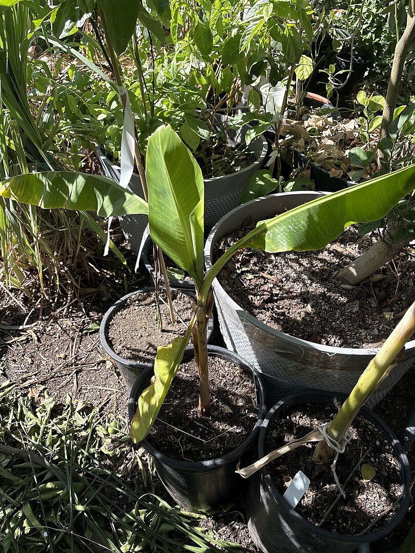 Customer review of Dwarf Cavendish Banana Tree
