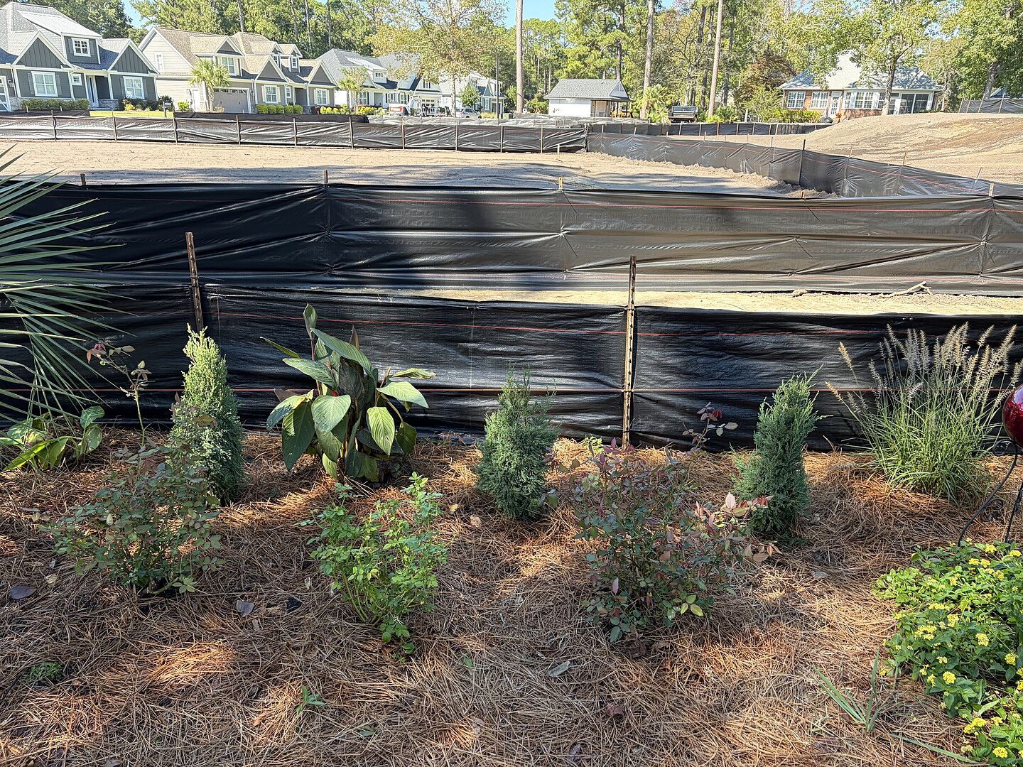 Customer review of Taylor Juniper Tree