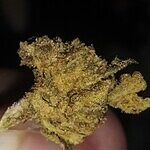Customer photo of Cherry Pie THCa Flower