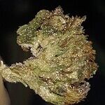 Customer photo of Lemon Pound Cake THCa Flower