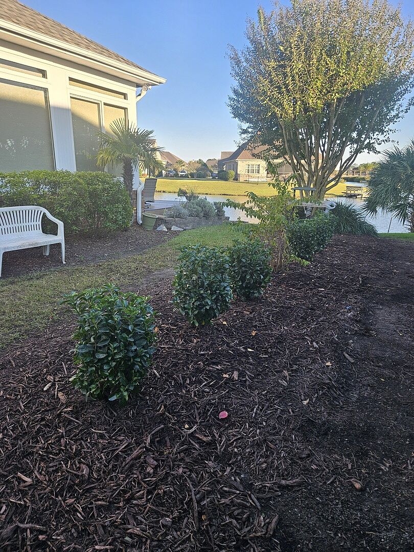 Customer review of Volcano Cherry Laurel Shrub