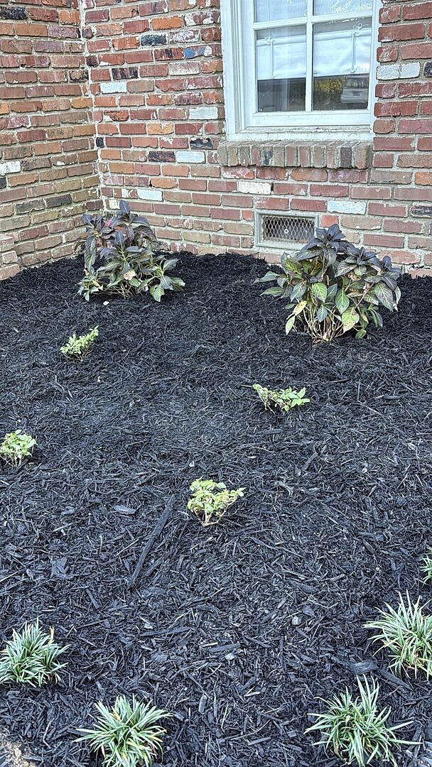 Cute baby hydrangeas