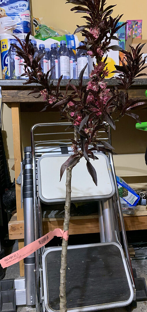 Customer review of Ruby Ruffle™ Patio Peach Tree