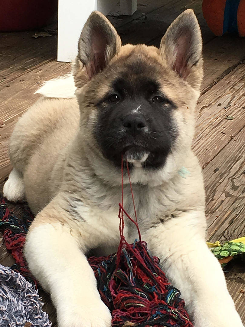 Akita Puppies for Sale | PuppySpot