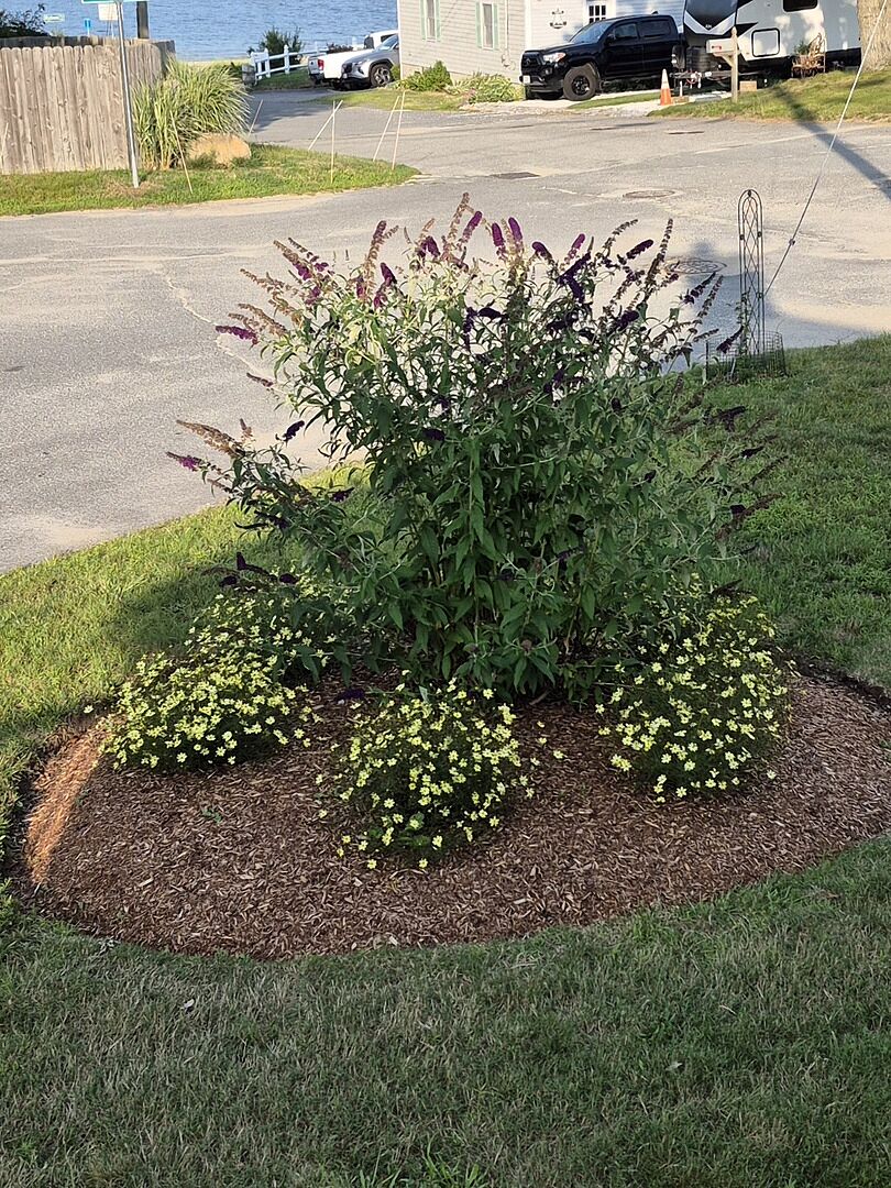 Customer review of Black Knight Butterfly Bush