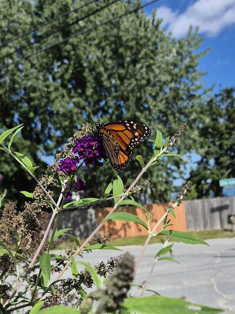 Black Knight Butterfly Bush