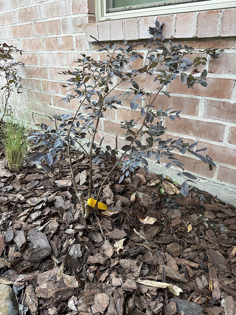 Customer review of Black Diamond® Pave Pink™ Crape Myrtle Bush