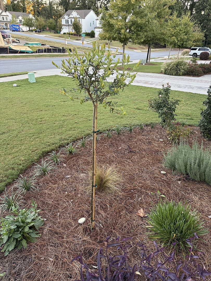Customer review of Tri-Color Willow Tree