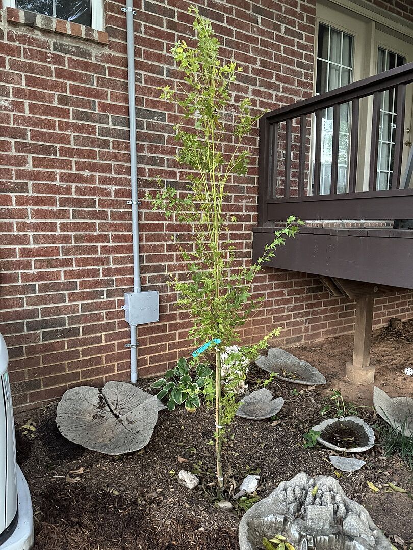 Customer review of Coral Bark Japanese Maple Tree
