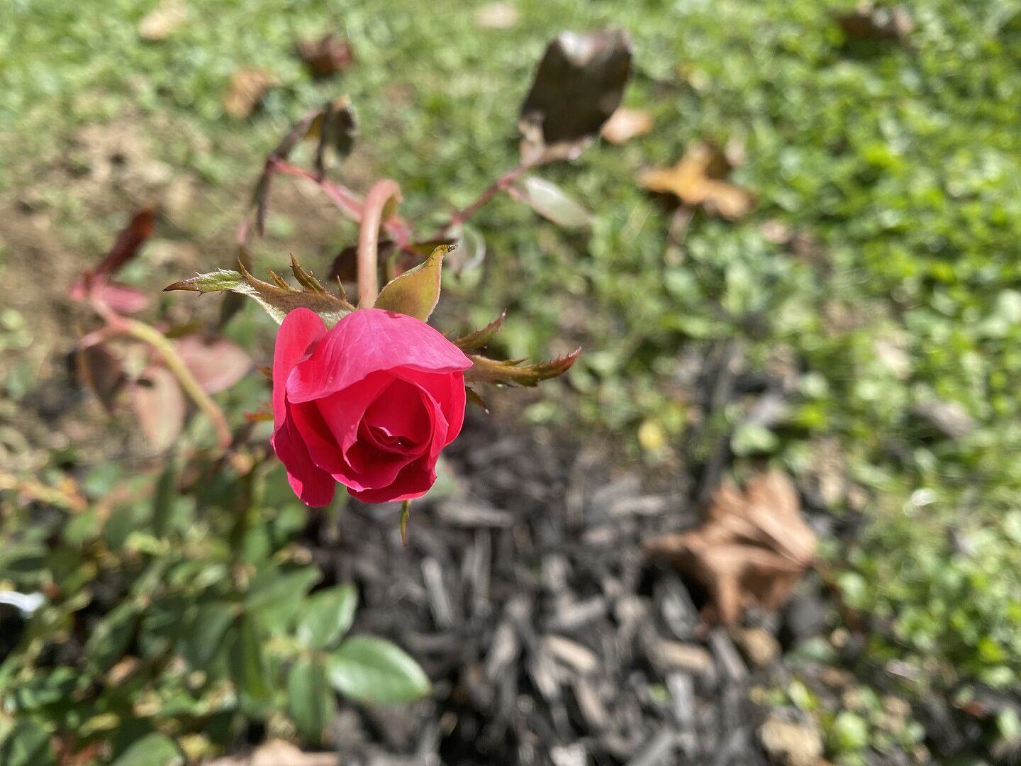Customer review of Double Knock Out® Rose Shrub