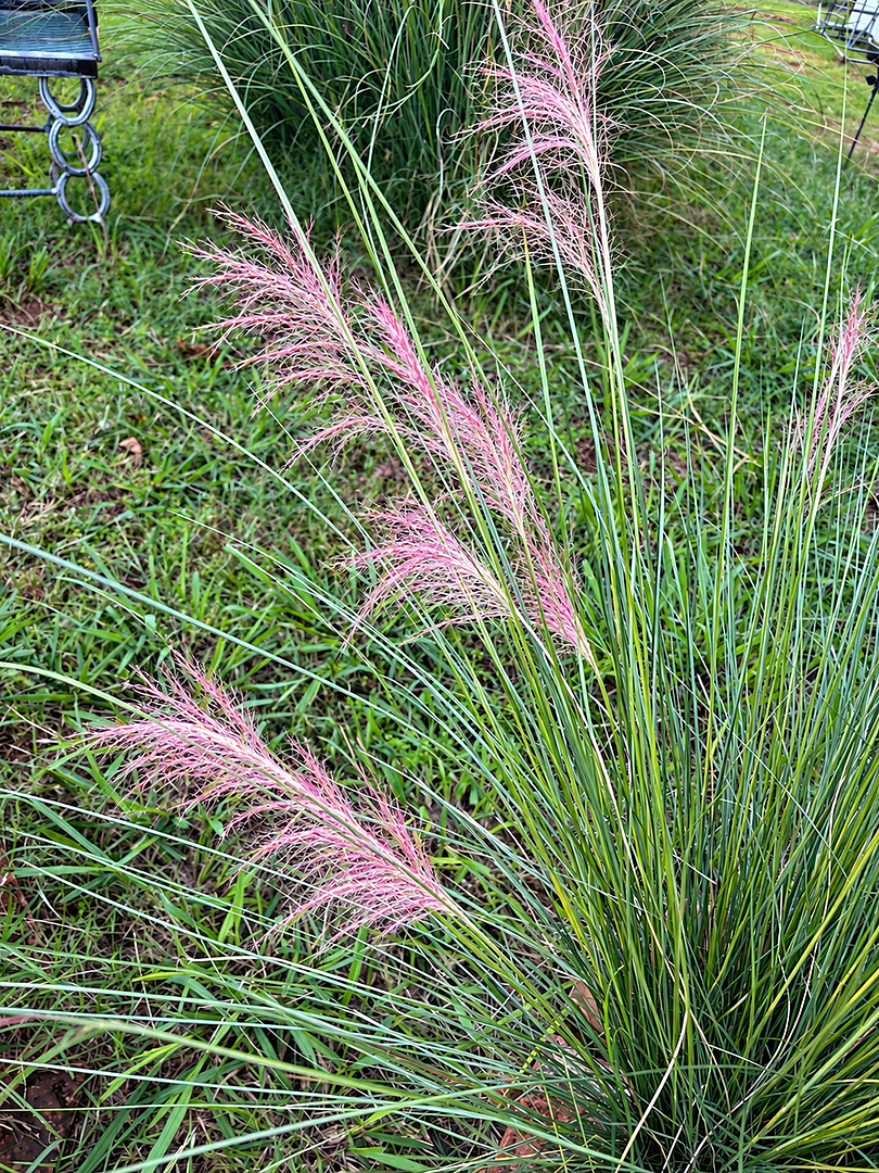 Customer review of Pink Muhly Grass