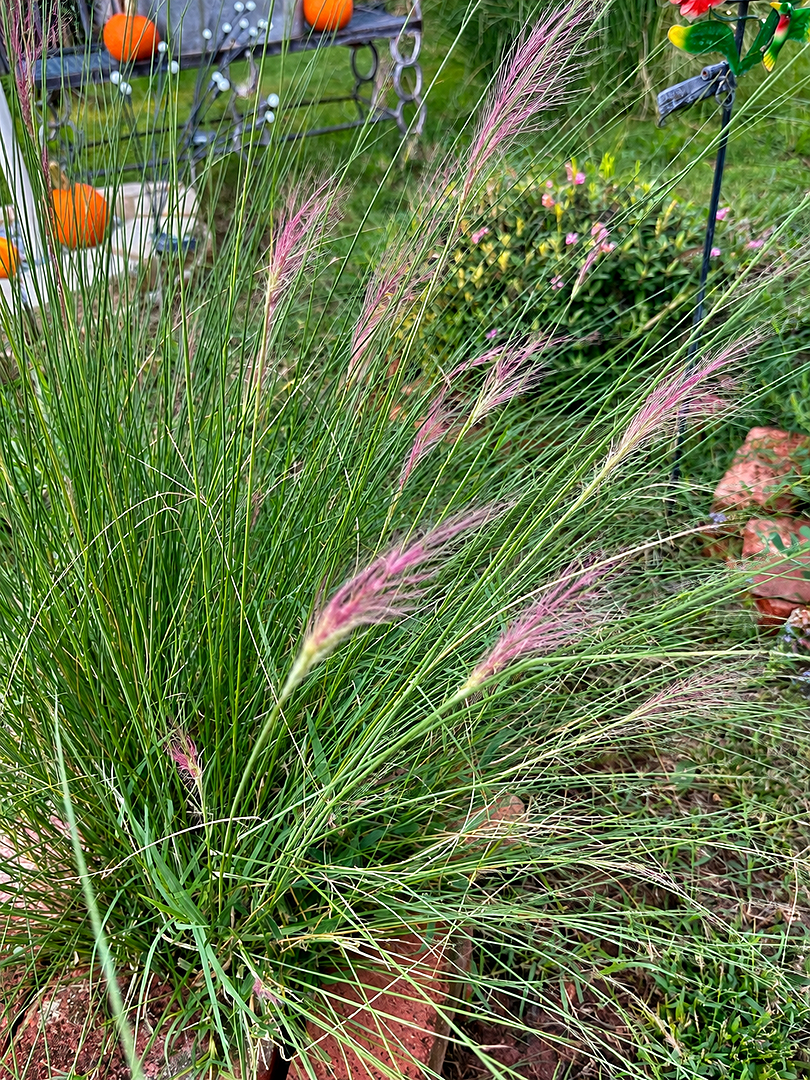 Beautiful plants!!
