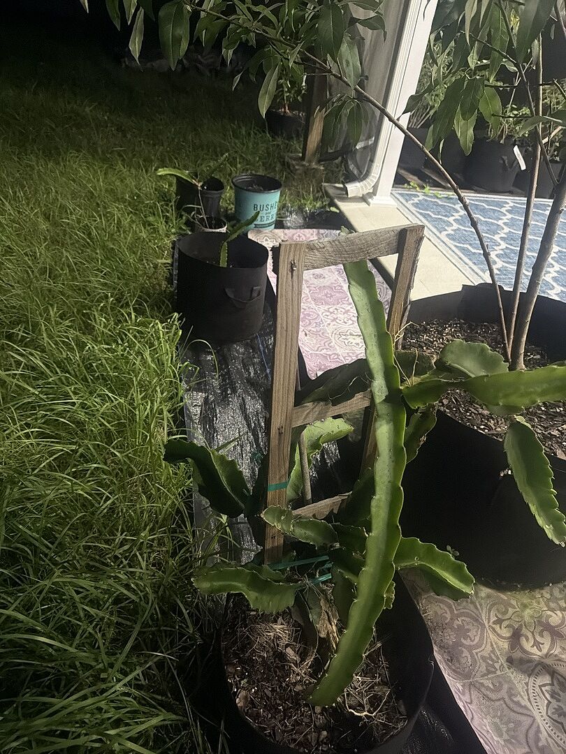Customer review of Dragon Fruit Cactus Plant