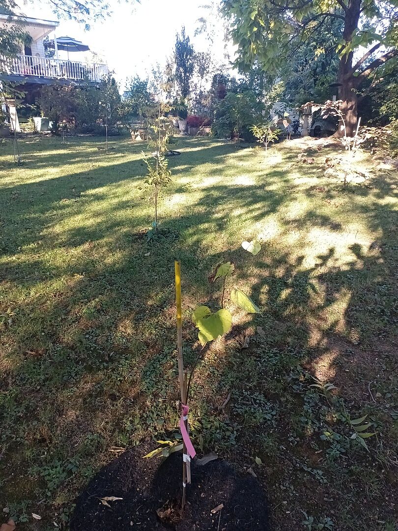 Customer review of Hearts of Gold Redbud Tree