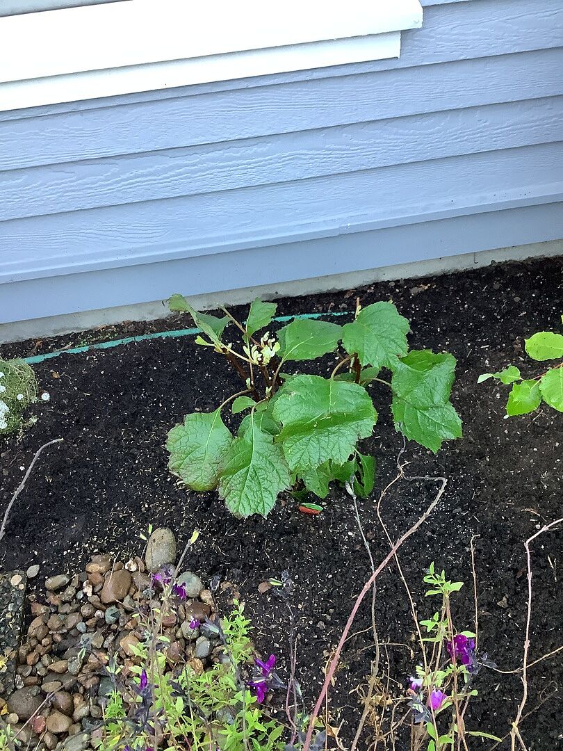 Little Lime Hydrangea Shrub by Proven Winners.