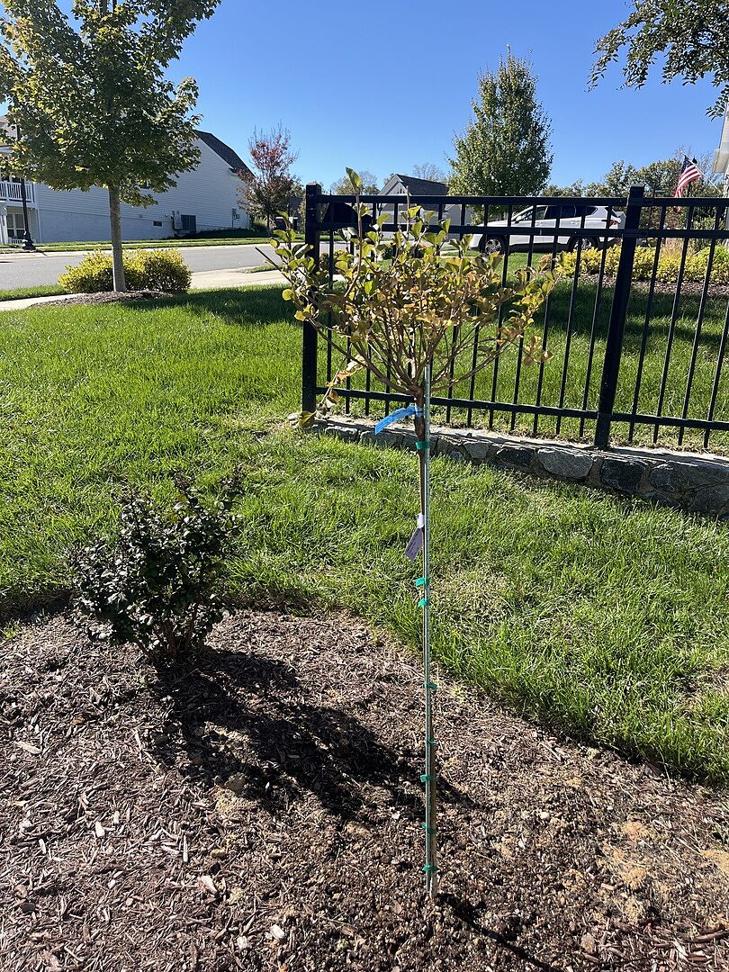 Customer review of Dwarf Korean Lilac Tree