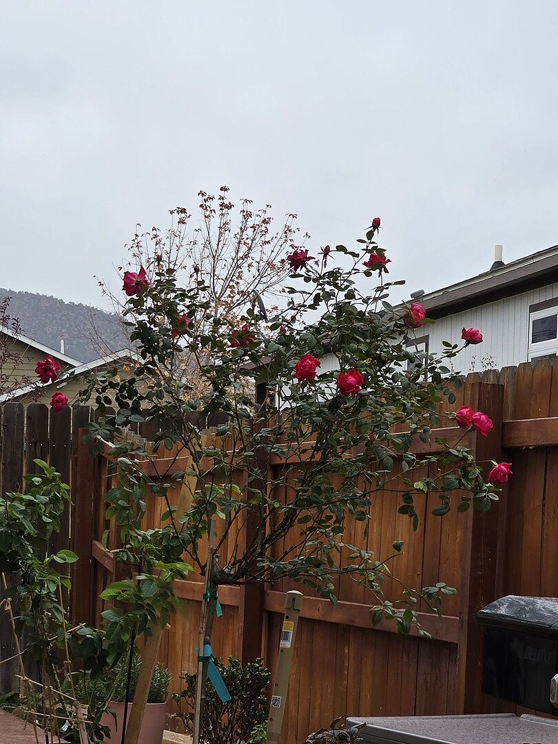 Customer review of Knock Out® Rose Tree