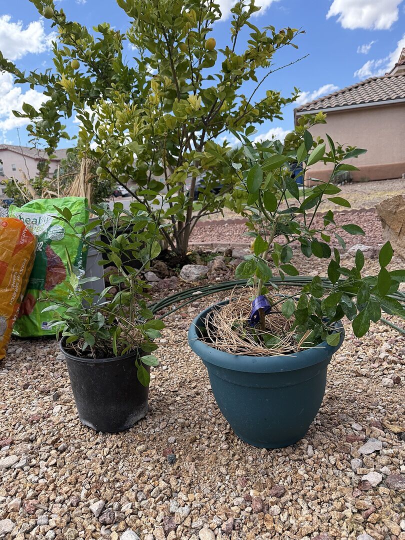 Customer review of Calamondin Orange Tree