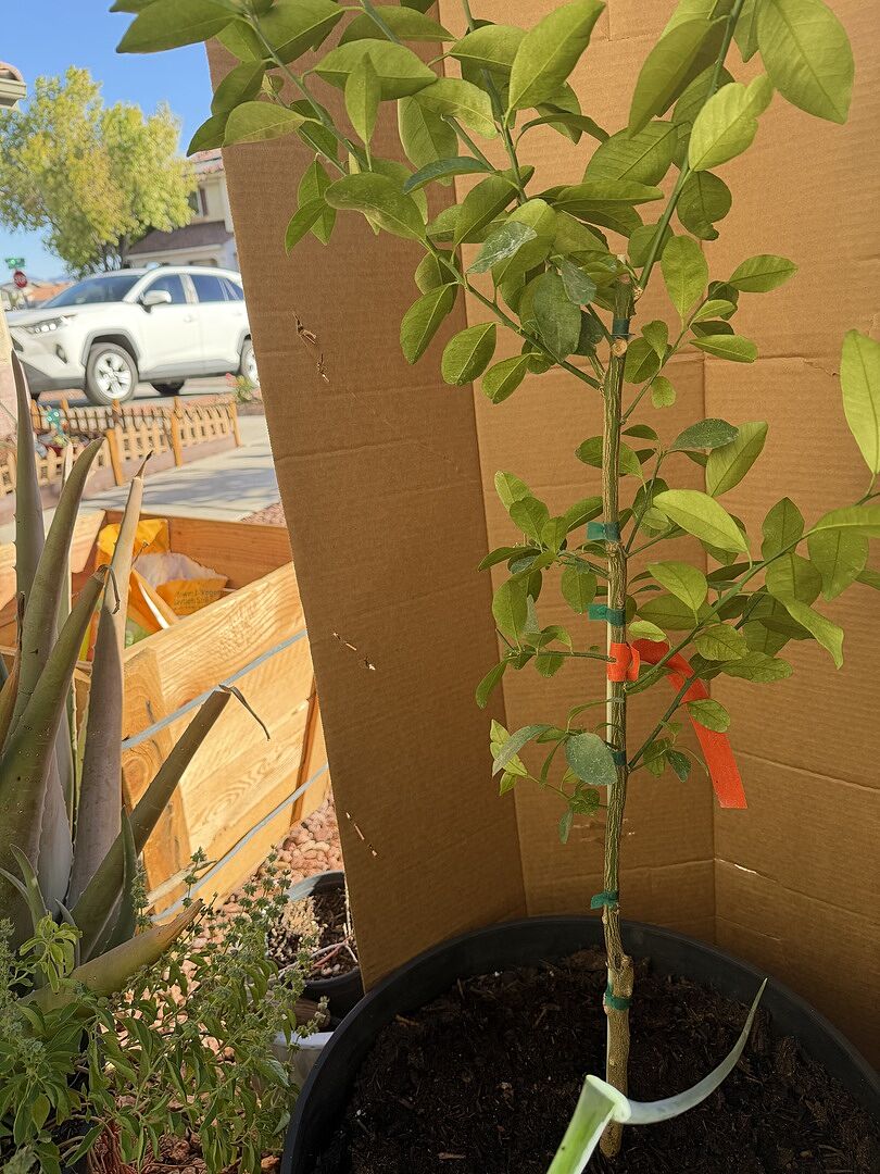 Happy plants happy me!