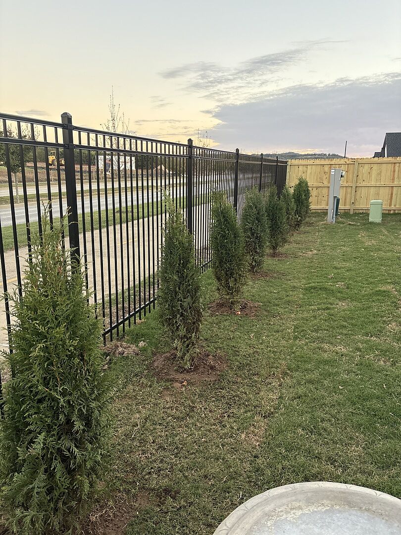 Customer review of Northern Spire Western Red Cedar Tree
