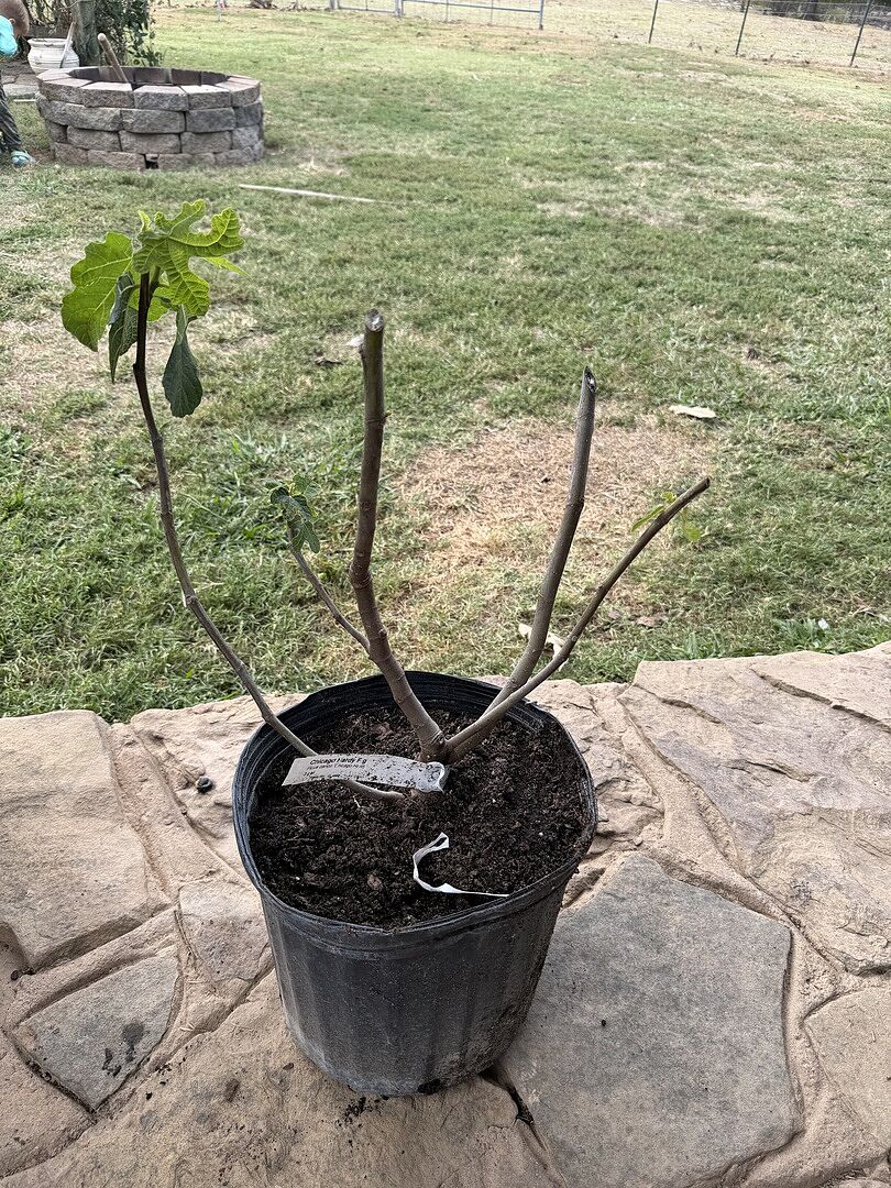 Customer review of Chicago Hardy Fig Tree