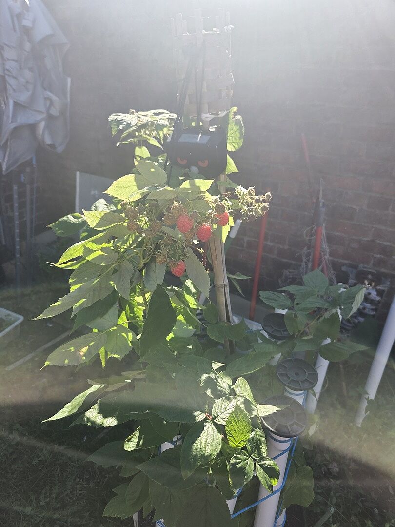 Customer review of Heritage Everbearing Raspberry Bush