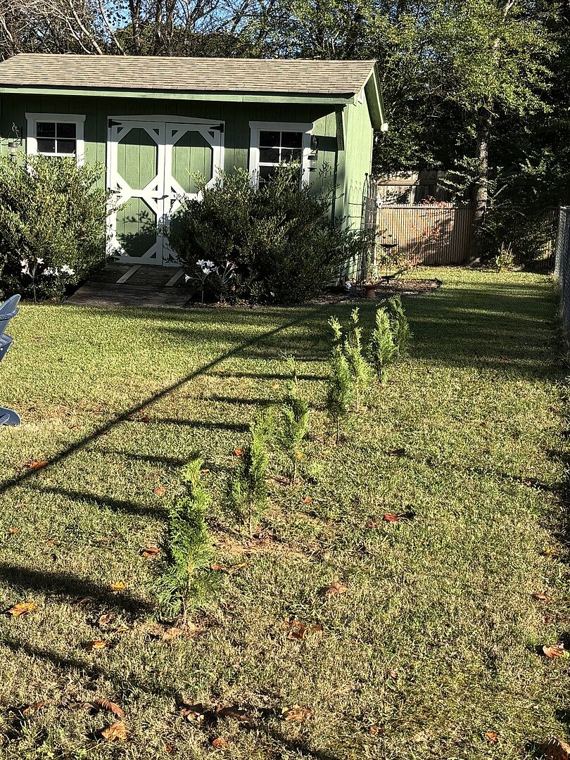 We love the Emerald Green Arborvitae
