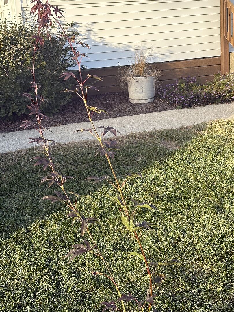 Customer review of Bloodgood Japanese Maple Tree
