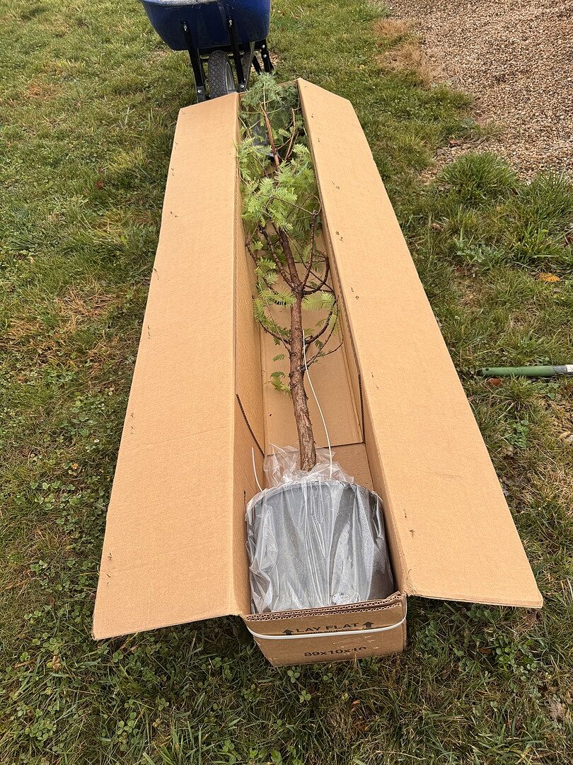 Customer review of Amber Glow™ Redwood Tree
