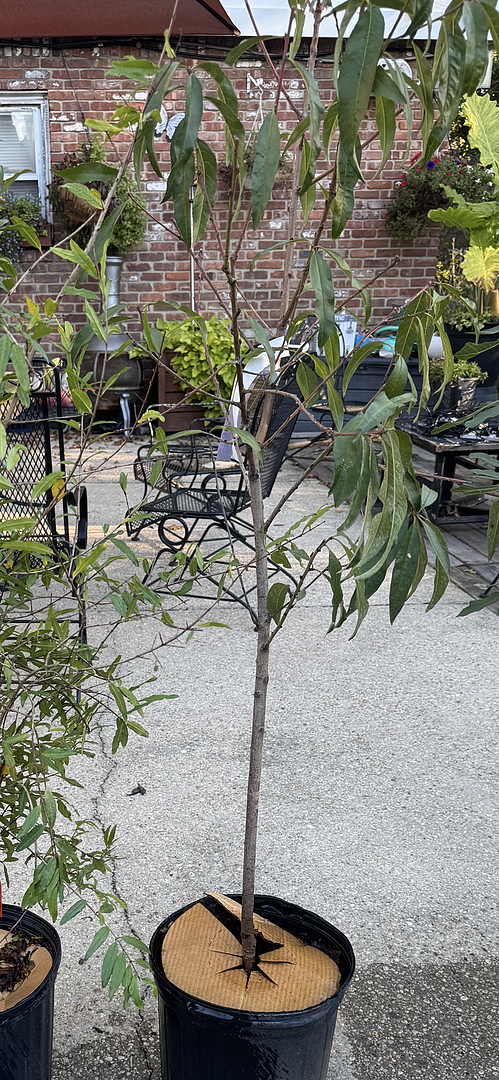Customer review of Galaxy Peach Tree