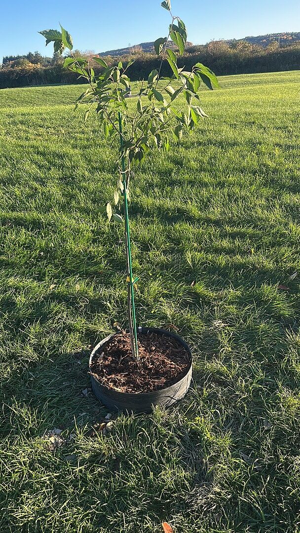 Customer review of Autumn Cherry Tree