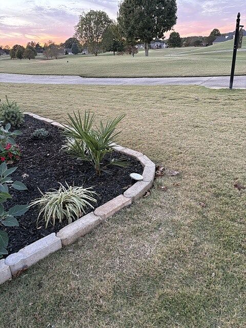 Customer review of Windmill Palm Tree
