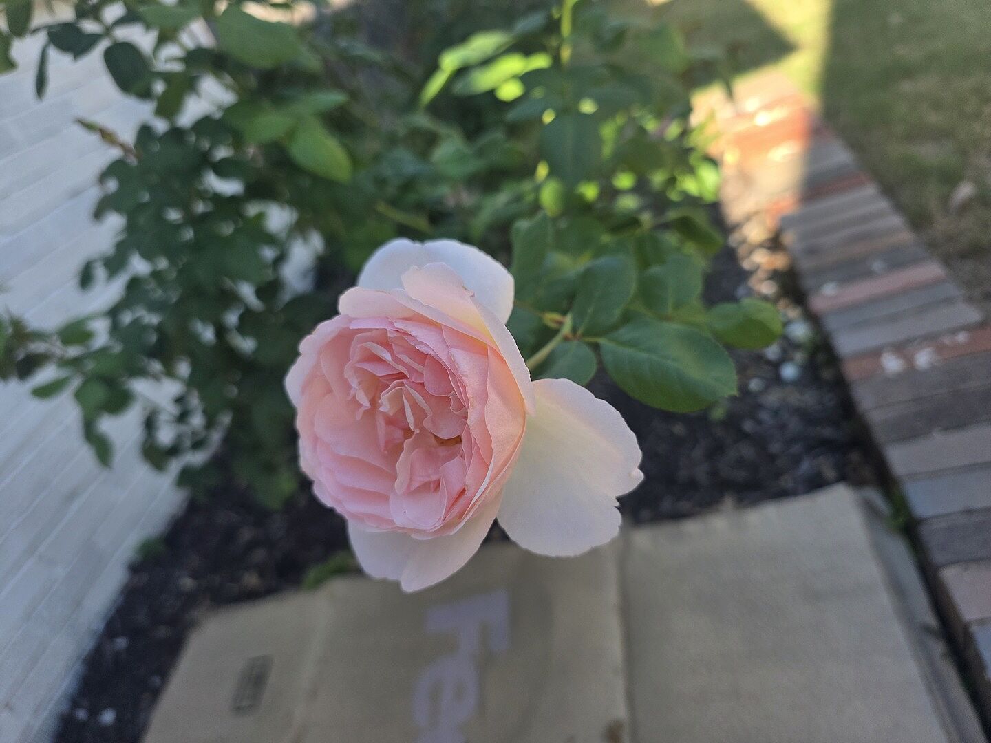 Customer review of Bloomables® Princesse Charlene de Monaco® Rose