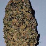 Customer photo of AK-47 THCa Flower