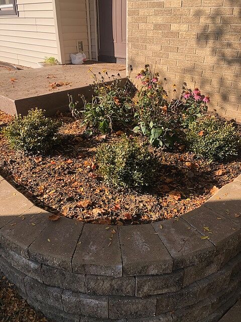 Customer review of Green Velvet Boxwood Shrub
