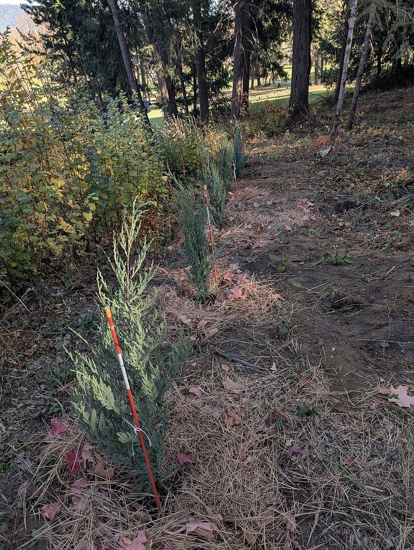 Customer review of Moonglow Juniper Tree