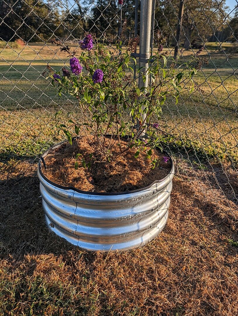 Customer review of Black Knight Butterfly Bush