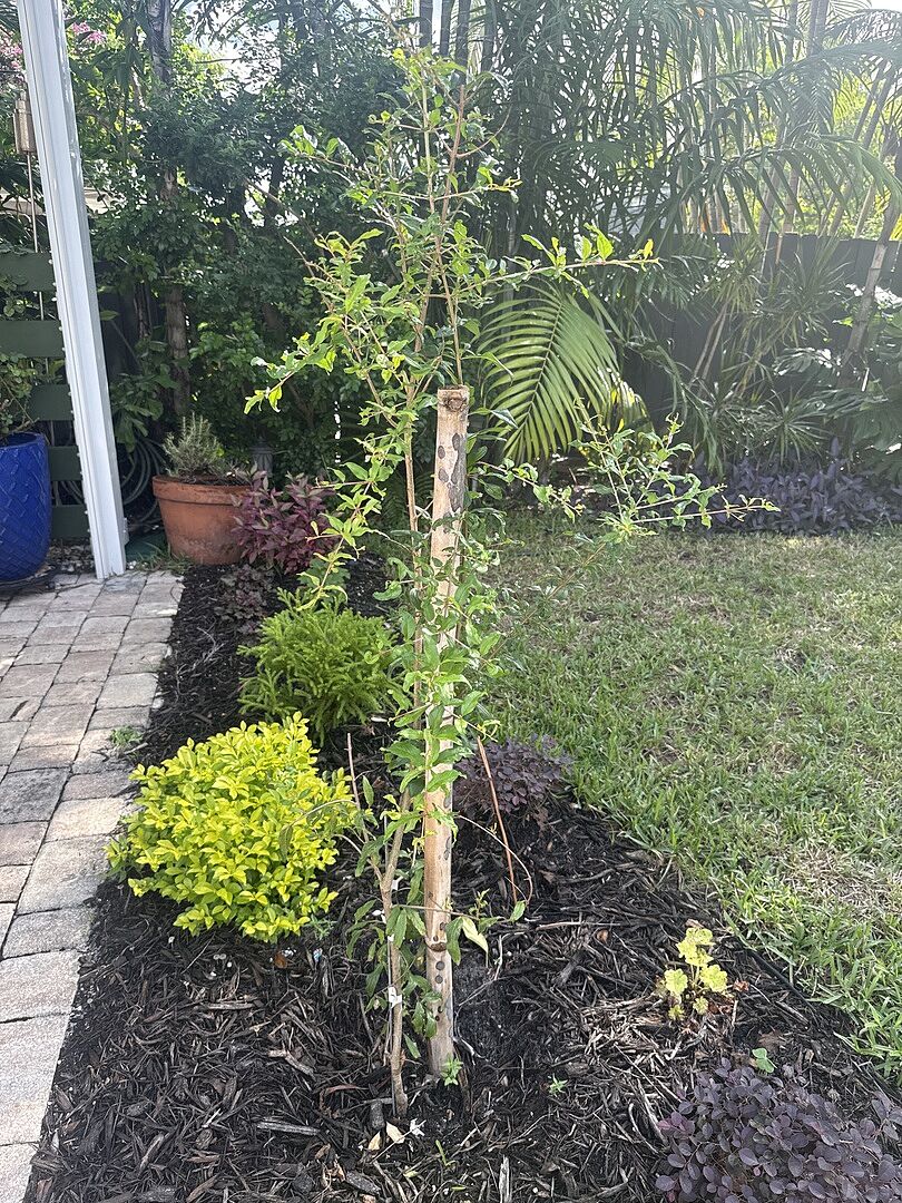 Customer review of Cold-Hardy Red Pomegranate Bush