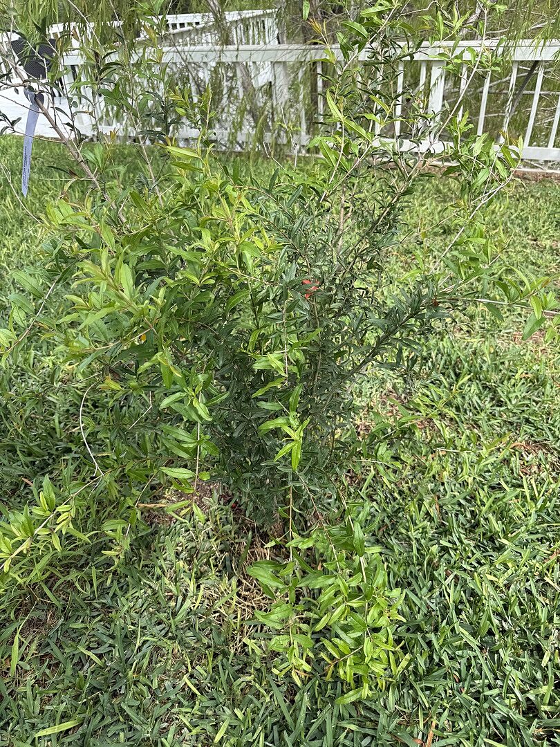 Customer review of Texas Pink Pomegranate Tree