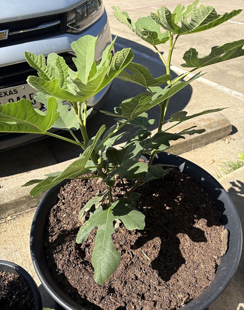 This fig tree is doing