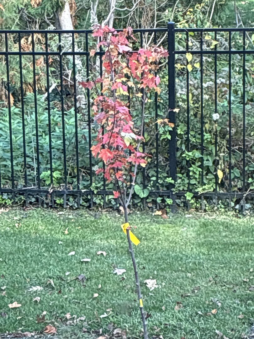 Customer review of Redpointe® Maple Tree