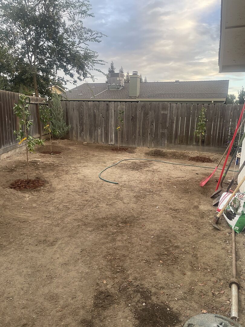 Customer review of Slender Silhouette Sweetgum Tree